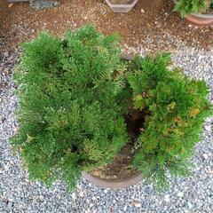 15番～盆栽～岩松の画像
