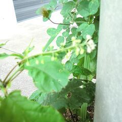 受付終了　ベゴニア・ジュズ珊瑚の苗の画像