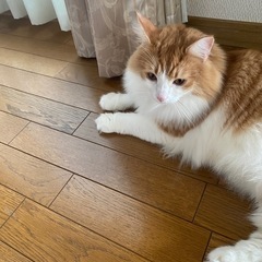 里親募集 - 猫