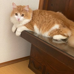 里親募集 - 里親募集