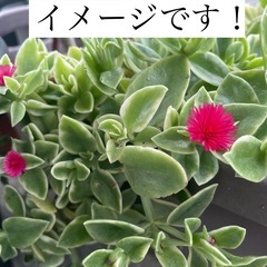 ベビーサンローズ(切り苗)の画像