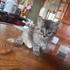子猫の里親探してます！