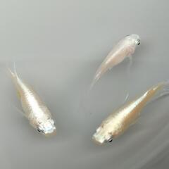 めだか　メダカの卵の画像