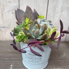 (お話中)多肉植物　寄せ植え⑦