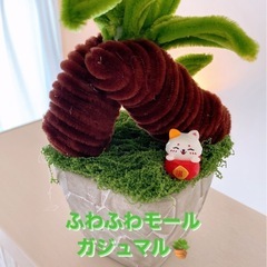 ふわふわモールガジュマル🪴