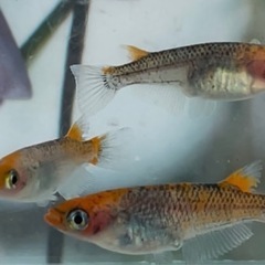 夕日メダカ　有精卵15個➕α