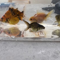 金魚　東の子　少し難あり　生後3ヶ月⭐︎5匹