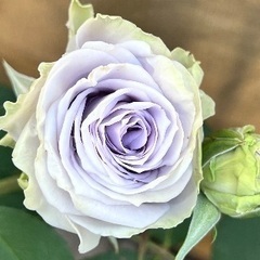 ブルーグラビティ　薔薇大苗の画像