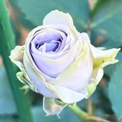 ブルーグラビティ　薔薇大苗の画像