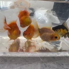 金魚　東錦の子⭐︎生後3ヶ月5匹　