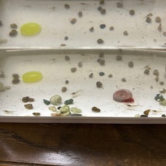 ミナミヌマエビ35匹プラスα