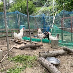 ニワトリ3羽　里親募集