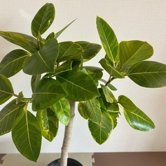 アルテシマゴム（7号鉢）の画像