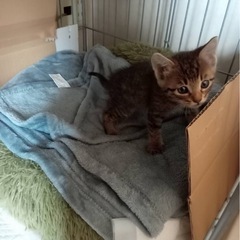 子猫生後2ヶ月里親募集