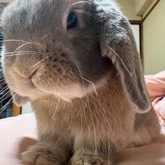アサイーボウルが好きな人🌺