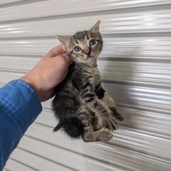 キジトラ♀　1ヶ月くらい