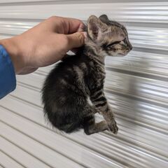 キジトラ♀　1ヶ月くらい - 岡山市