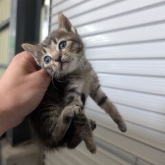 キジトラ♂　1ヶ月くらい