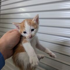 茶白ハチワレ♂　1ヶ月くらい