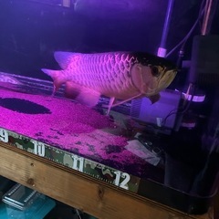 大型水槽、水槽、古代魚、熱帯魚