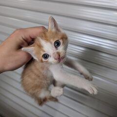 茶白ハチワレ♂　1ヶ月くらい　②