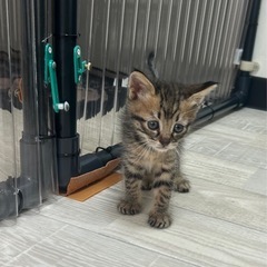 子猫沢山保護してます。