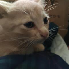子猫