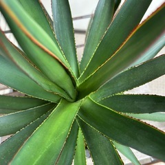 アガベ　ブルーグロー　モスポット入り　7号　観葉植物の画像