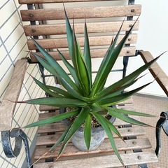 アガベ　ブルーグロー　モスポット入り　7号　観葉植物