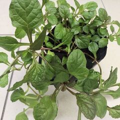 🍀アジュガ苗(西洋十二単)🍀