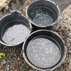 メダカの画像