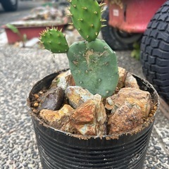 サボテン　オプンチア　サンタリタ2