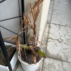 観音竹