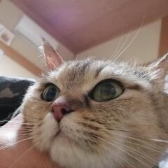 穏やかな🐱ペルシャミックス♀
