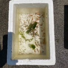 メダカ　成魚　20匹　あげます。