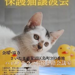 【さいたま市見沼区】6/15(日)ハレノテラス保護猫譲渡会