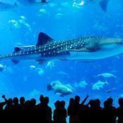 横浜近くの水族館や博物館に行きたいと思っています。