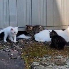 子猫