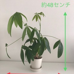 パキラ　観葉植物　※難あり