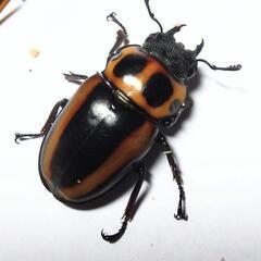 メンガタメリークワガタ♀単品