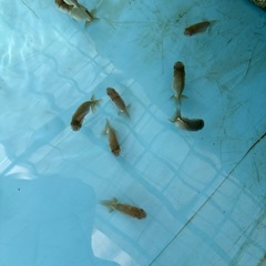 らんちゅう　金魚