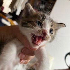 子猫2匹