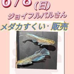6/8(日)9:30〜16：00　よっちゃんメダカ　ジョイ…