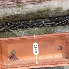 テラコッタ　植木鉢　横長の画像