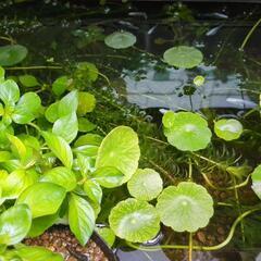 水草　浮草　セット　アクアリウム　ビオトープ　メダカ　水槽　植物