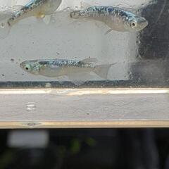 黒百式ラメメダカ　有精卵25粒