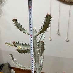 【美形】元気に成長してるホワイトゴーストの画像
