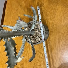 【美形】元気に成長してるホワイトゴーストの画像