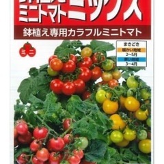 鉢植え専用カラフルミニトマト苗　