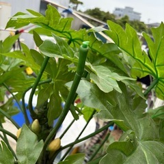 植木造花の画像